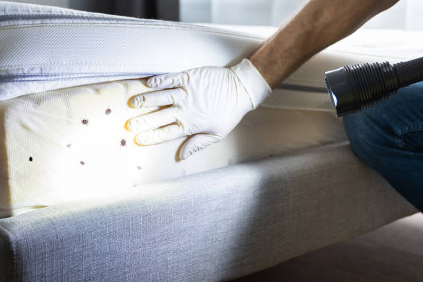 Best Termite Control Services  in Ithaca, MI